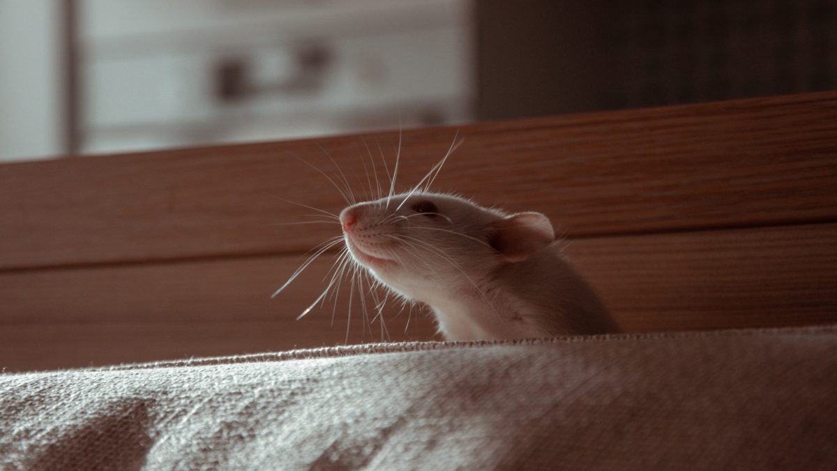 Comment se débarrasser des rats dans votre entreprise ?