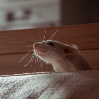 Comment se débarrasser des rats dans votre entreprise ?