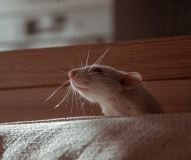 Comment se débarrasser des rats dans votre entreprise ?